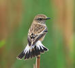 Caspian Stonechat (Female)