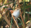 Cetti’s Warbler