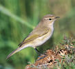 Common Chiffchaff 