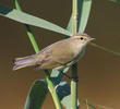 Common Chiffchaff 