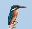 Common Kingfisher (Female)