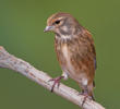 Common Linnet (Non-breeding plumage)