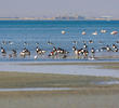 Common Shelducks