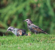 Common Starling (Winter)