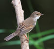 Common Whitethroat (Female or immature male)