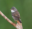 Common Whitethroat (Male)