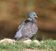 Common Wood Pigeon