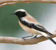 Desert Wheatear (Male)