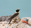 Eastern Black-eared Wheatear (Male)