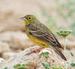 Eastern Cinereous Bunting (Male breeding plumage)