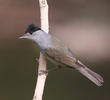 Eurasian Blackcap (Male)