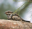 Eurasian Nightjar