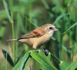 Eurasian Penduline Tit (Female)