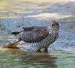 Eurasian Sparrowhawk (Female)