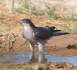 Eurasian Sparrowhawk (Male)