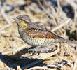 Eurasian Wryneck