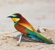 European Bee-eater 