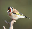 European Goldfinch