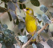 European Greenfinch