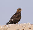 European Honey Buzzard