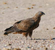 European Honey Buzzard