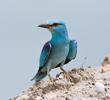 European Roller