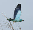 European Roller