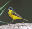 Grey-headed Wagtail (Male)