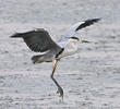 Grey Heron 