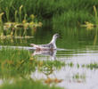 Grey Phalarope