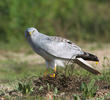 Hen Harrier (Male)