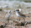 Kentish Plover (Female with fledgling)