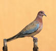 Laughing Dove 