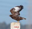 Long-legged Buzzard (Dark morph)