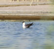 Long-tailed Skua