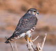 Merlin (Immature male)