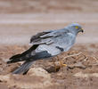 Montagu’s Harrier (Male)