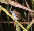 Moustached Warbler (Winter)