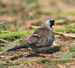 Namaqua Dove (Male)