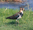 Northern Lapwing (Winter)