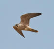 Peregrine Falcon (Immature)