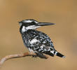 Pied Kingfisher