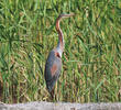 Purple Heron