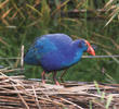 Purple Swamphen