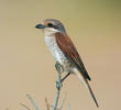 Red-backed Shrike (Female)