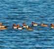 Red-crested Pochard (Males and females)