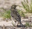 Richard’s Pipit