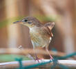 River Warbler