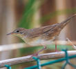 River Warbler