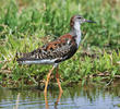 Ruff (Male)